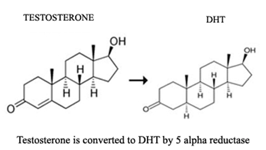 تبدیل تستوسترون به DHT (دی هیدرو تستوسترون)